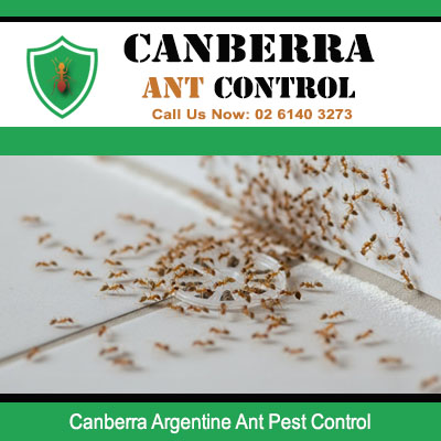 Argentine ant pest control for large colony infestation on floor surface in Canberra home