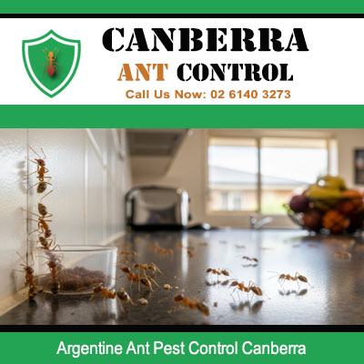 Professional ant pest control treating Argentine ant trail in Canberra ACT kitchen