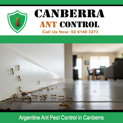 Expert ant pest control treating Argentine ants climbing interior wall in Canberra ACT