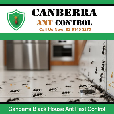 Black house ants invading kitchen countertop requiring ant pest control in Canberra home