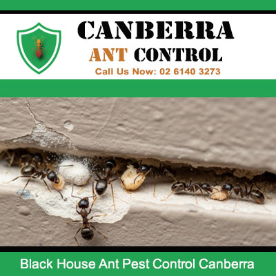 Black house ants accessing home through wall gap requiring sealing in Canberra property