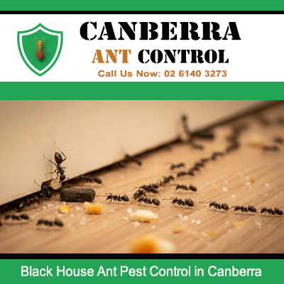 Black house ants marching in line to food needing control in Canberra residence