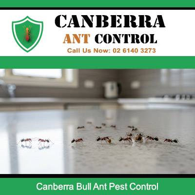 Bull ant pest control service for indoor kitchen infestation in Canberra property