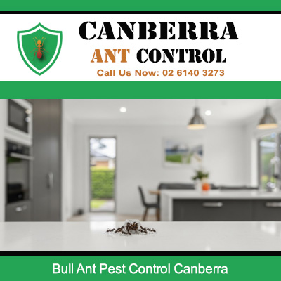 Expert ant pest control for bull ant infestation on floor in Canberra household