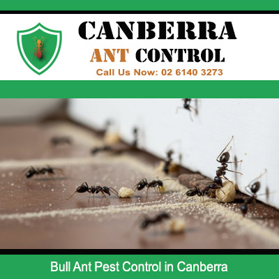 Bull ant pest control service for indoor sand nest construction in Canberra property