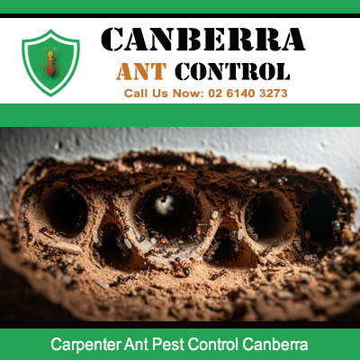 Expert ant pest control for carpenter ant tunneling damage in Canberra residence