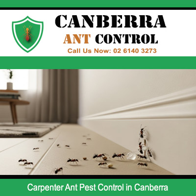 Professional ant pest control treating carpenter ant infestation indoors in Canberra ACT