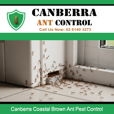 Coastal brown ant pest control for severe wall and baseboard infestation in Canberra home