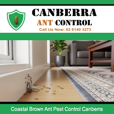 Expert ant pest control for coastal brown ant colony on living room floor in Canberra residence