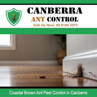 Coastal brown ant pest control service for indoor corner colony in Canberra property