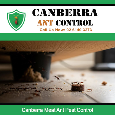 Meat ant pest control service for indoor food contamination problem in Canberra property