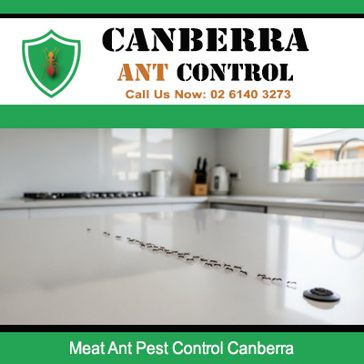 Expert ant pest control for meat ants marching across counter in Canberra residence