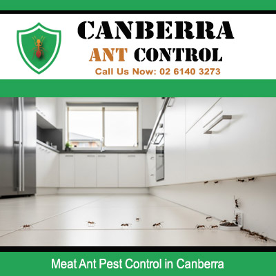Professional ant pest control eliminating meat ants from indoor spaces in Canberra ACT