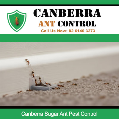 Expert ant pest control for sugar ants excavating nest indoors in Canberra residence