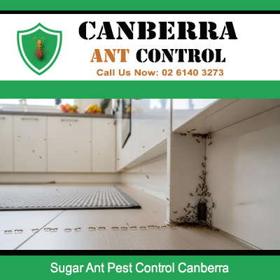 Professional ant pest control treating sugar ant colony in corner cavity in Canberra ACT