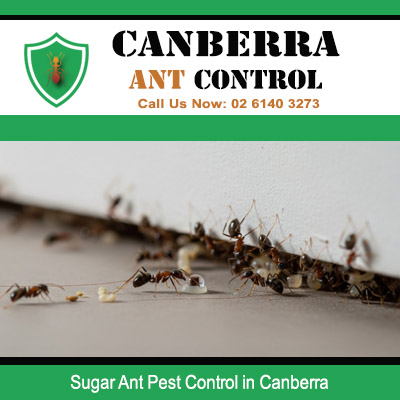 Certified ant pest control for sugar ants gathering around crumbs in Canberra household