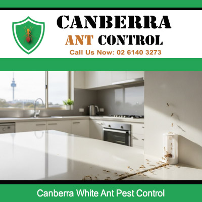 White ant pest control service for infestation problem in Canberra residential property