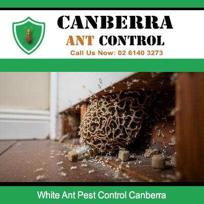 Expert ant pest control for white ants destroying interior wall in Canberra residence