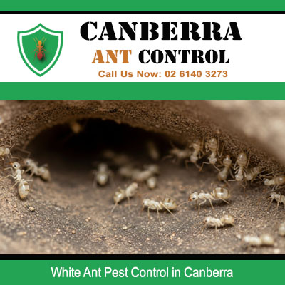 Professional ant pest control treating white ant mud tunnel in Canberra ACT home