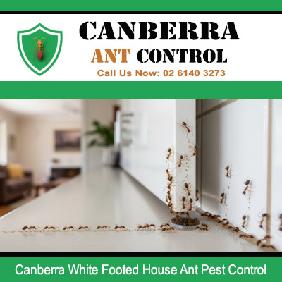 White footed ant colony invasion needing professional ant control in Canberra property