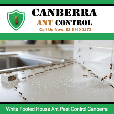 White footed ants trailing across kitchen benchtop requiring treatment in Canberra home