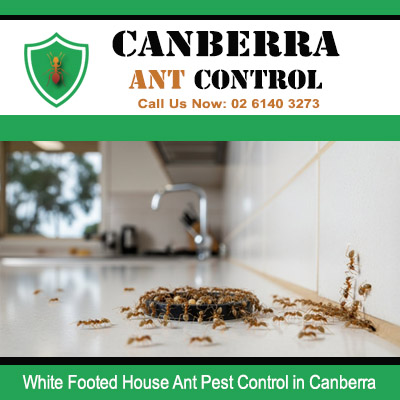 Expert white footed ant control treating countertop swarm in Canberra property